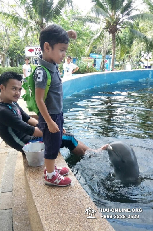 Дельфинарий Pattaya Dolphin World экскурсия компании Seven Countries в Паттайе Таиланде фото 19