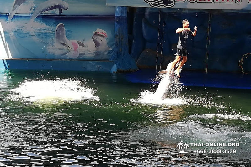 Дельфины купаться шоу поездка Таиланд фото Thai-Online 26