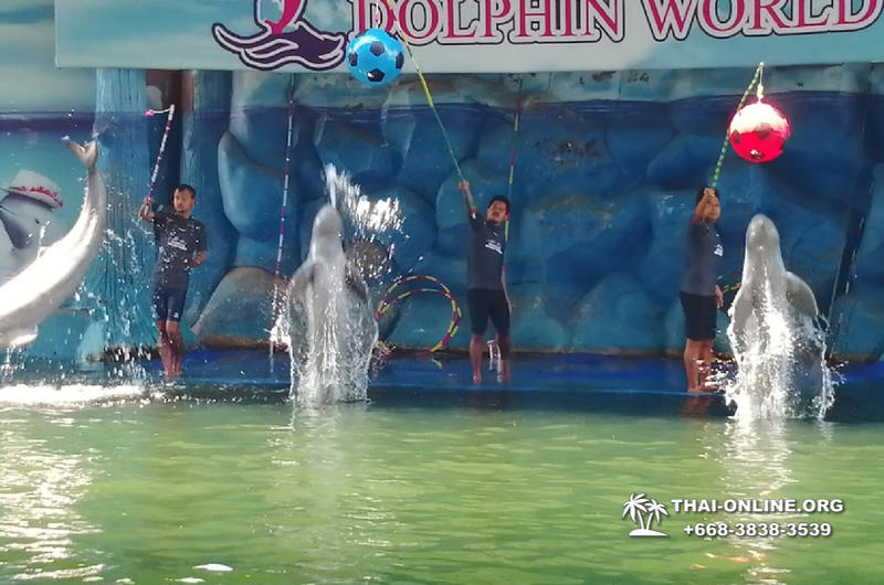 Дельфины купаться шоу поездка Seven Countries Паттайя Таиланд фото 136