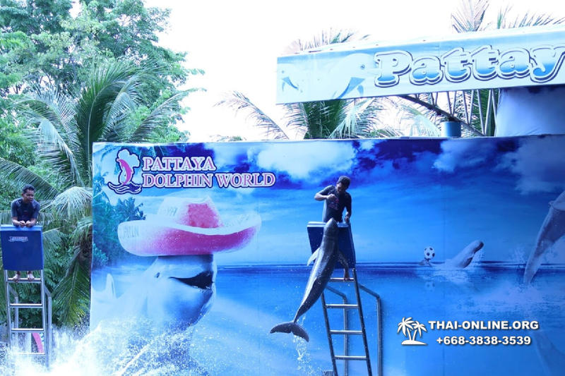 Дельфины купаться шоу поездка Таиланд фото Thai-Online 28