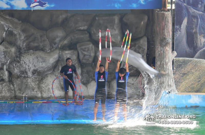 Дельфины купаться шоу поездка Seven Countries Паттайя Таиланд фото 118