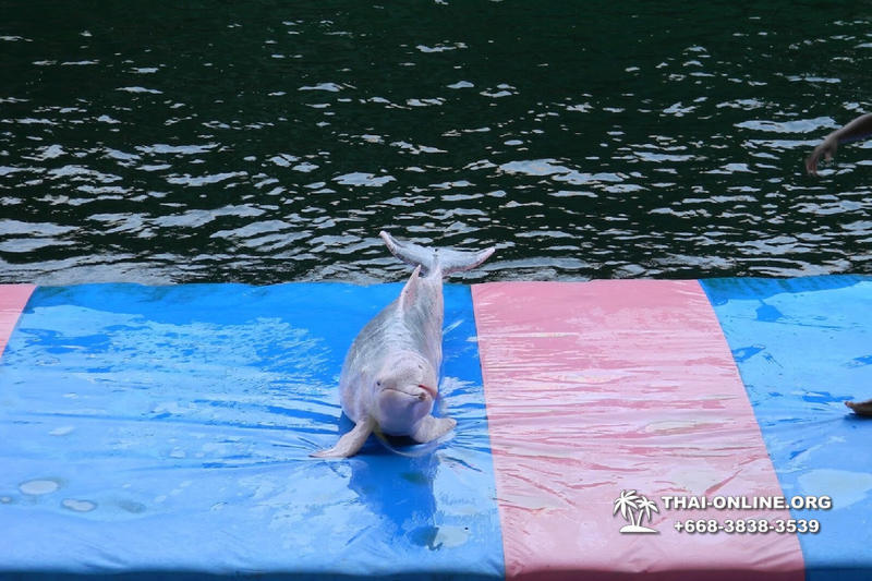Дельфины купаться шоу поездка Seven Countries Паттайя Таиланд фото 80