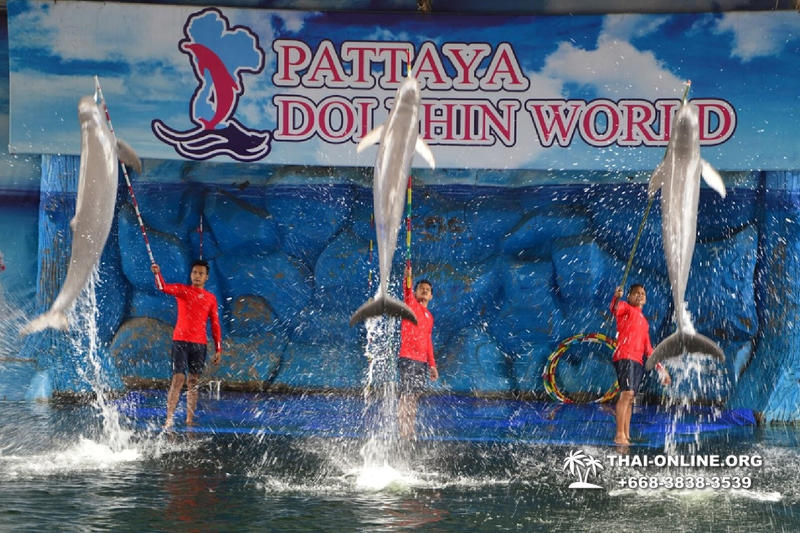 Дельфинарий Pattaya Dolphin World экскурсия компании Seven Countries в Паттайе Таиланде фото 10