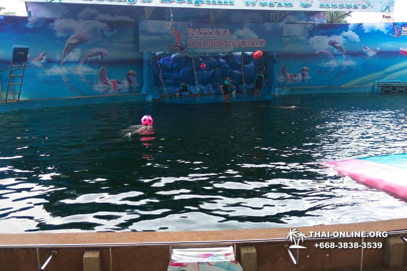 Дельфины купаться шоу поездка Seven Countries Паттайя Таиланд фото 75