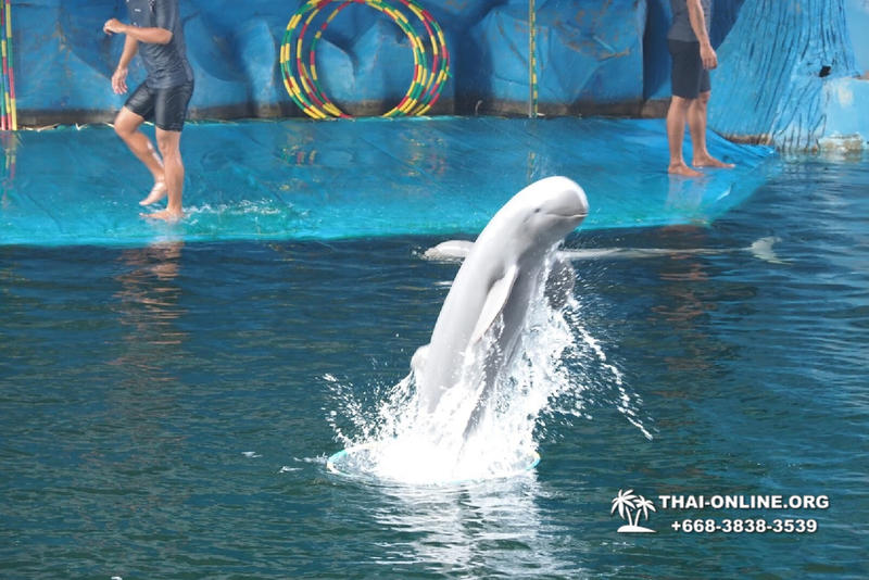 Дельфины купаться шоу поездка Seven Countries Паттайя Таиланд фото 86