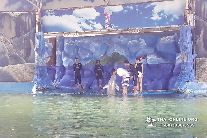 Дельфины купаться шоу поездка Seven Countries Паттайя Таиланд фото 120