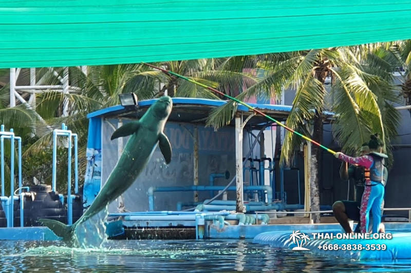 Дельфины купаться шоу поездка Таиланд фото Thai-Online 19