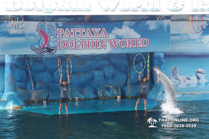 Дельфины купаться шоу поездка Seven Countries Паттайя Таиланд фото 132