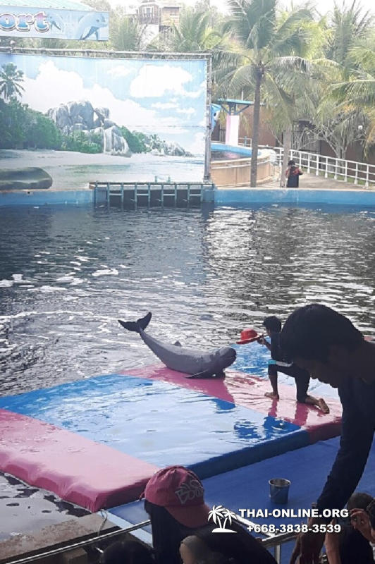 Дельфины купаться шоу поездка Seven Countries Паттайя Таиланд фото 70