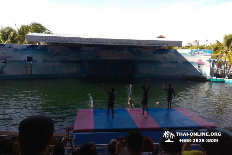 Дельфины купаться шоу поездка Seven Countries Паттайя Таиланд фото 211