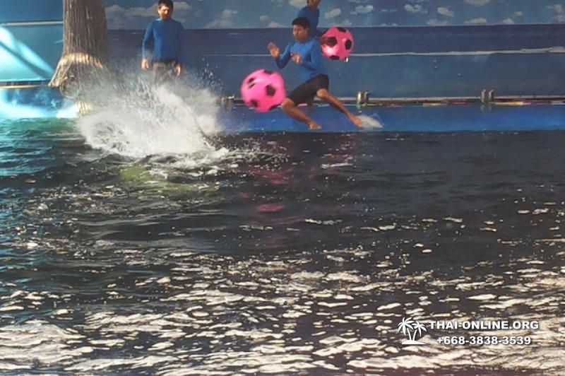 Дельфины купаться шоу поездка Seven Countries Паттайя Таиланд фото 105