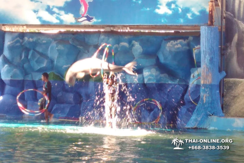 Дельфины купаться шоу поездка Seven Countries Паттайя Таиланд фото 128