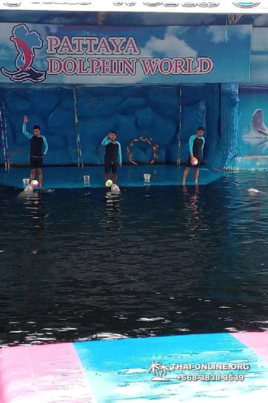 Дельфины купаться шоу поездка Seven Countries Паттайя Таиланд фото 135