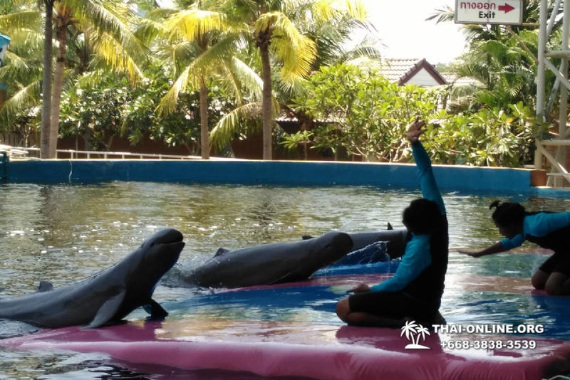 Дельфины купаться шоу поездка Таиланд фото Thai-Online 30