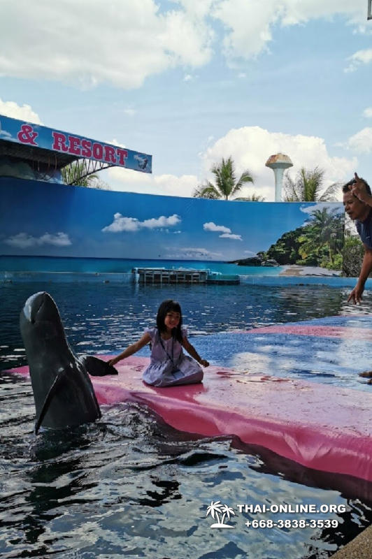 Дельфины купаться шоу поездка Seven Countries Паттайя Таиланд фото 131