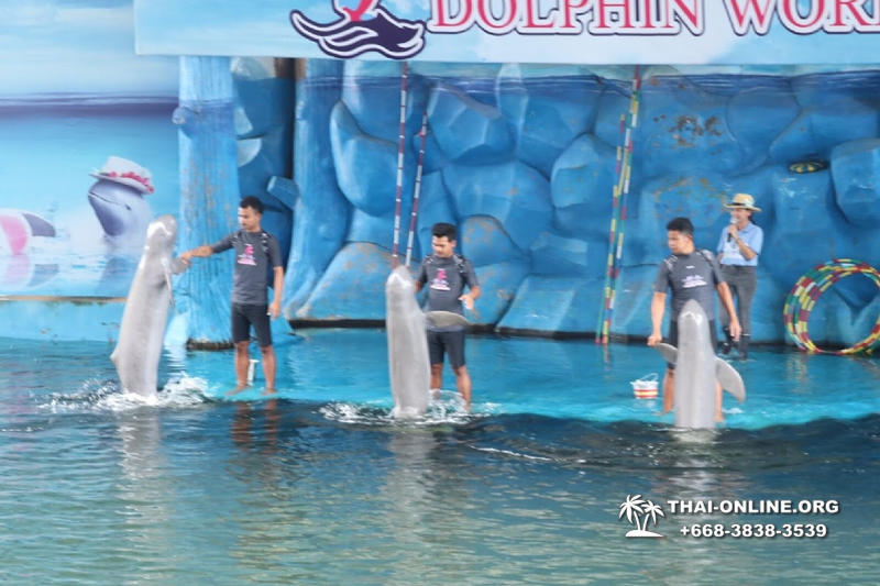 Дельфины купаться шоу поездка Seven Countries Паттайя Таиланд фото 126