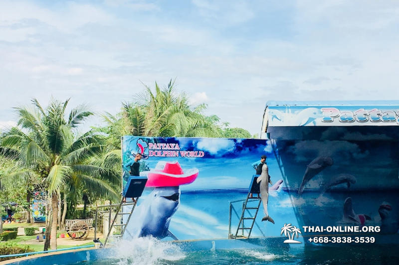 Дельфинарий Pattaya Dolphin World экскурсия компании Seven Countries в Паттайе Таиланде фото 9