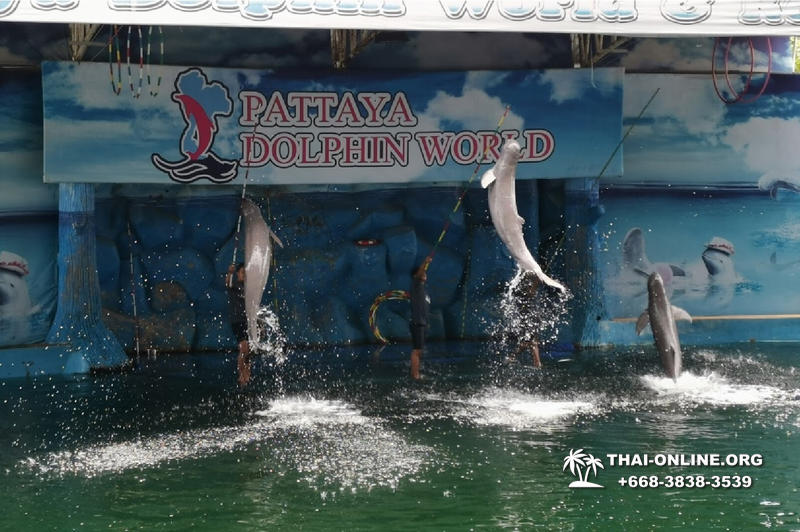 Дельфины купаться шоу поездка Seven Countries Паттайя Таиланд фото 89