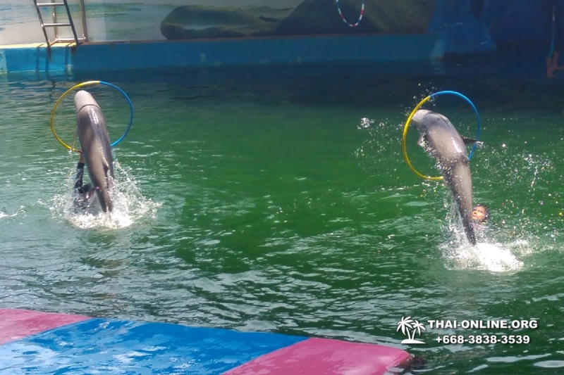 Дельфины купаться шоу поездка Seven Countries Паттайя Таиланд фото 145