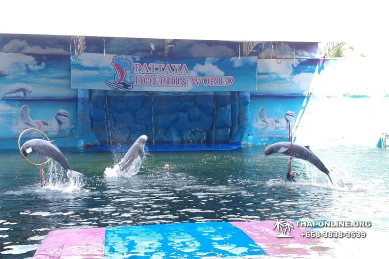Дельфинарий Pattaya Dolphin World экскурсия компании Seven Countries в Паттайе Таиланде фото 43