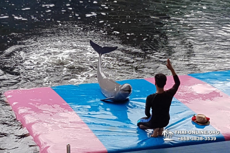 Дельфины купаться шоу поездка Таиланд фото Thai-Online 22