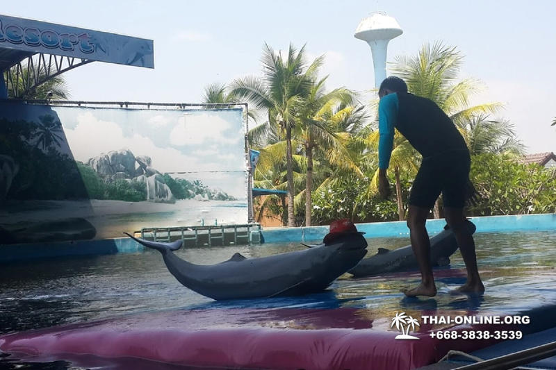 Дельфины купаться шоу поездка Seven Countries Паттайя Таиланд фото 141