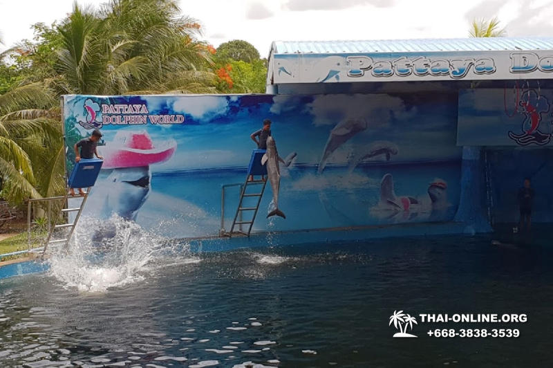 Дельфинарий Pattaya Dolphin World экскурсия компании Seven Countries в Паттайе Таиланде фото 44