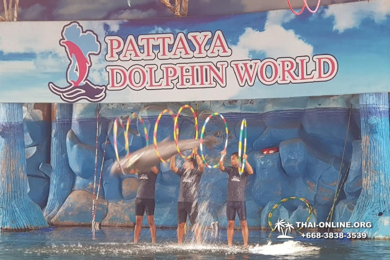 Дельфины купаться шоу поездка Seven Countries Паттайя Таиланд фото 76