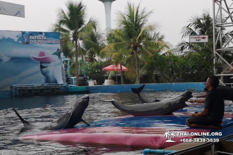 Дельфины купаться шоу поездка Seven Countries Паттайя Таиланд фото 124
