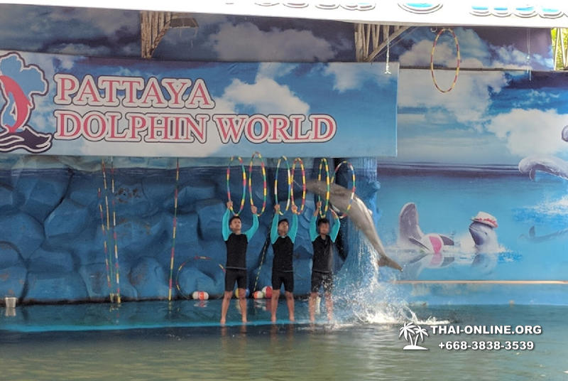 Дельфины купаться шоу поездка Seven Countries Паттайя Таиланд фото 143