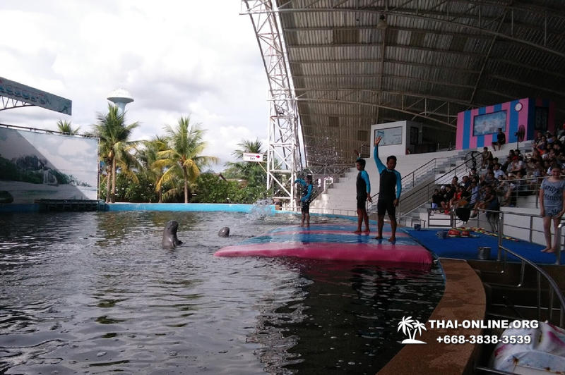 Дельфины купаться шоу поездка Seven Countries Паттайя Таиланд фото 97