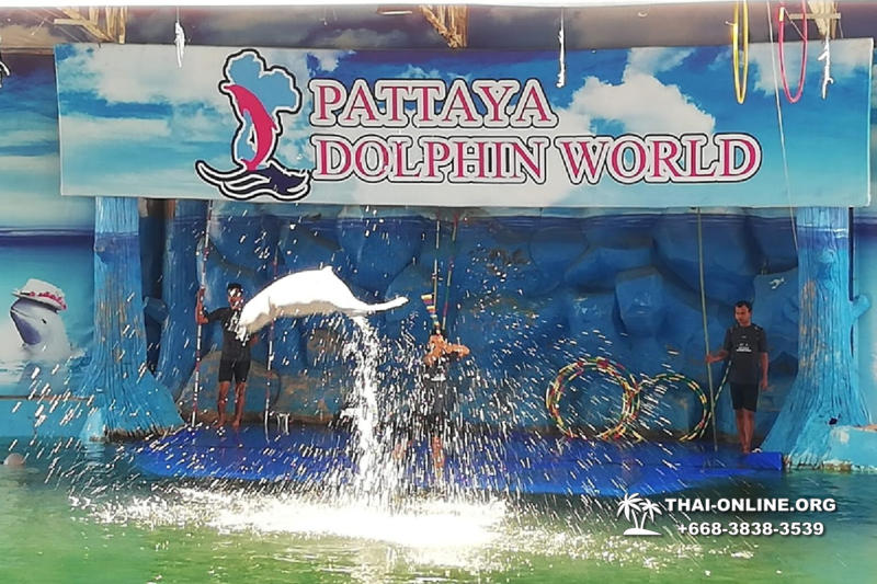 Дельфинарий Pattaya Dolphin World экскурсия компании Seven Countries в Паттайе Таиланде фото 3