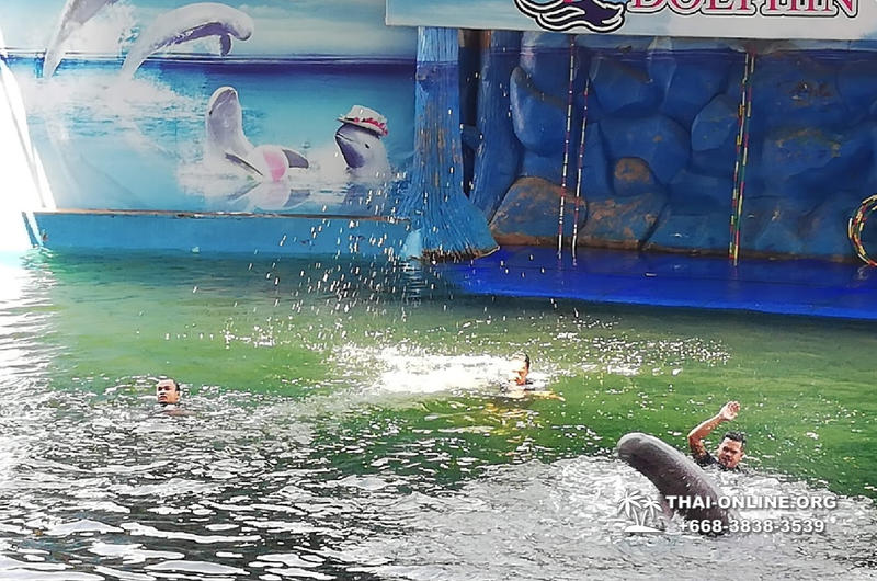 Дельфинарий Pattaya Dolphin World экскурсия компании Seven Countries в Паттайе Таиланде фото 2