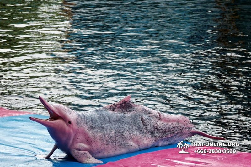 Дельфины купаться шоу поездка Таиланд фото Thai-Online 3