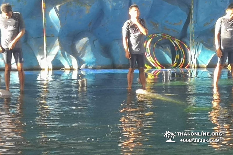 Дельфины купаться шоу поездка Seven Countries Паттайя Таиланд фото 96