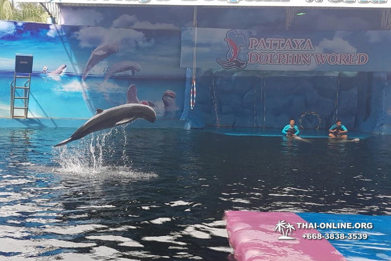 Дельфины купаться шоу поездка Seven Countries Паттайя Таиланд фото 114