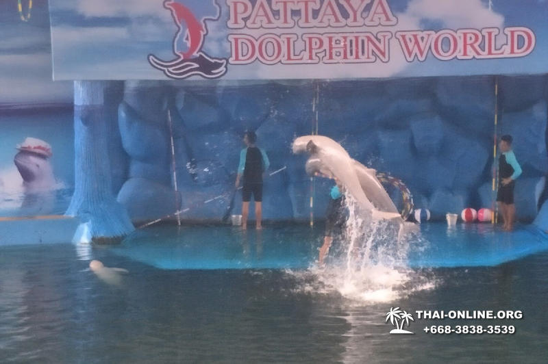 Дельфины купаться шоу поездка Seven Countries Паттайя Таиланд фото 209