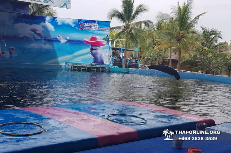 Дельфины купаться шоу поездка Seven Countries Паттайя Таиланд фото 59