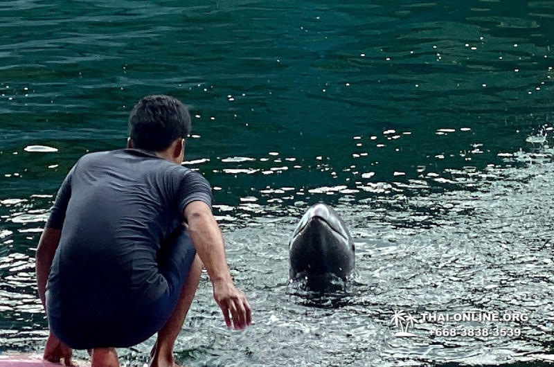 Дельфины купаться шоу поездка Таиланд фото Thai-Online 41