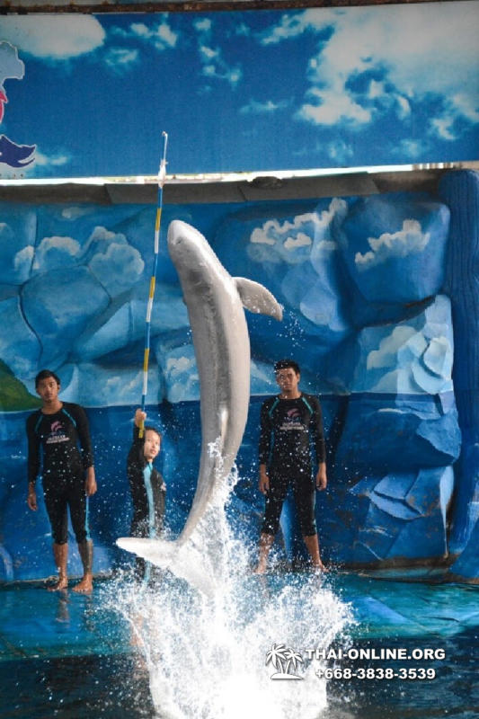 Дельфины купаться шоу поездка Seven Countries Паттайя Таиланд фото 91