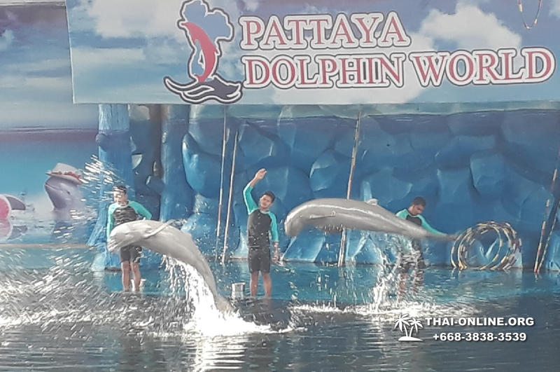 Дельфинарий Pattaya Dolphin World экскурсия компании Seven Countries в Паттайе Таиланде фото 19
