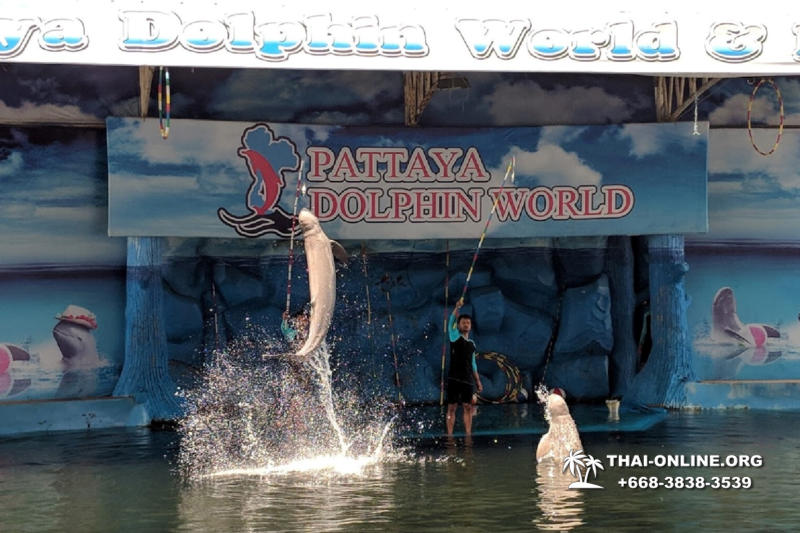 Дельфины купаться шоу поездка Seven Countries Паттайя Таиланд фото 116