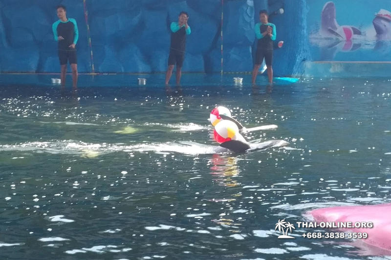 Дельфины купаться шоу поездка Seven Countries Паттайя Таиланд фото 159