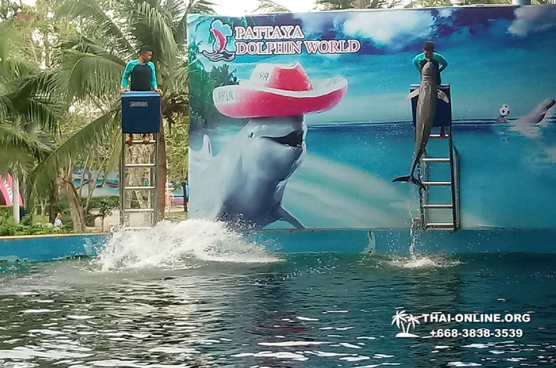 Дельфины купаться шоу поездка Таиланд фото Thai-Online 33