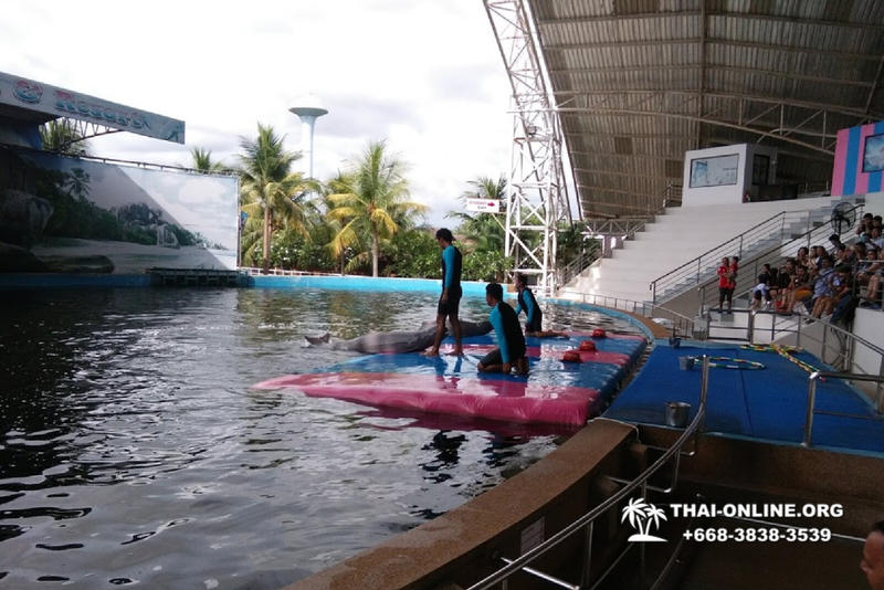 Дельфины купаться шоу поездка Seven Countries Паттайя Таиланд фото 107