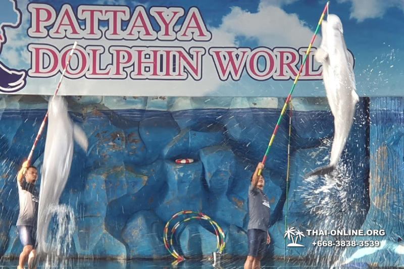 Дельфины купаться шоу поездка Seven Countries Паттайя Таиланд фото 50