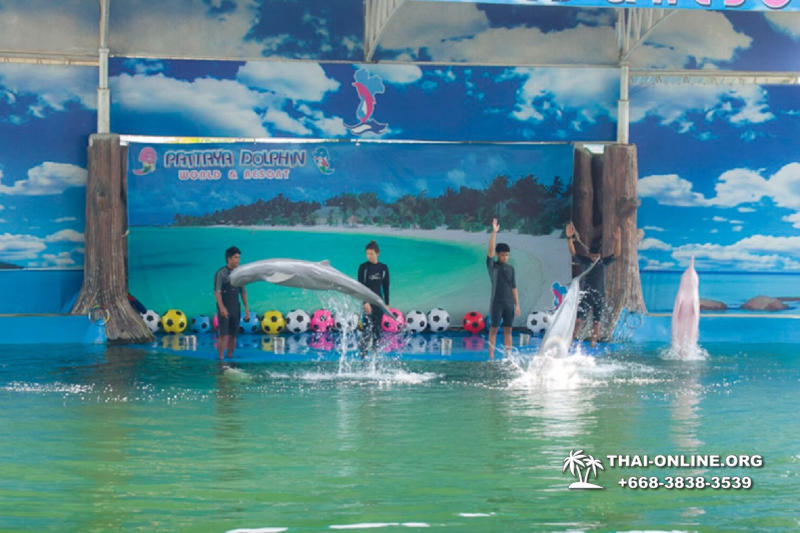 Дельфины купаться шоу поездка Seven Countries Паттайя Таиланд фото 113