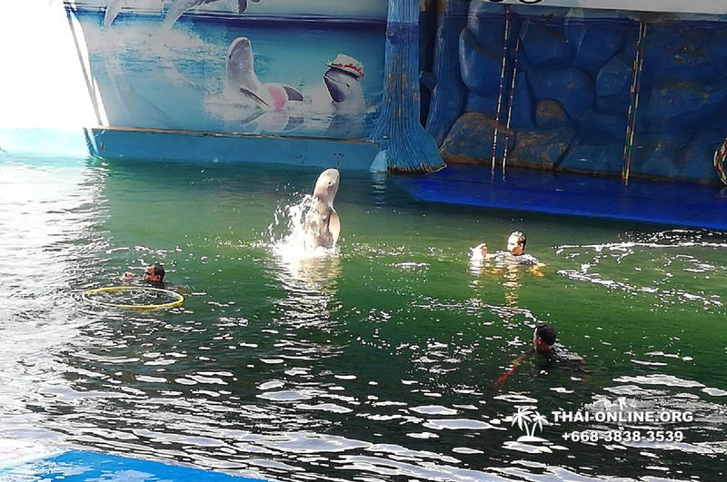 Дельфины купаться шоу поездка Таиланд фото Thai-Online 14
