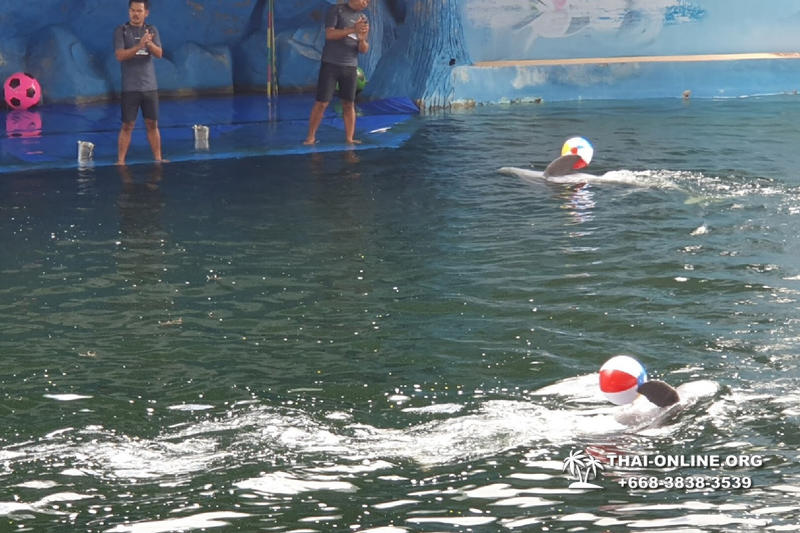 Дельфины купаться шоу поездка Seven Countries Паттайя Таиланд фото 101
