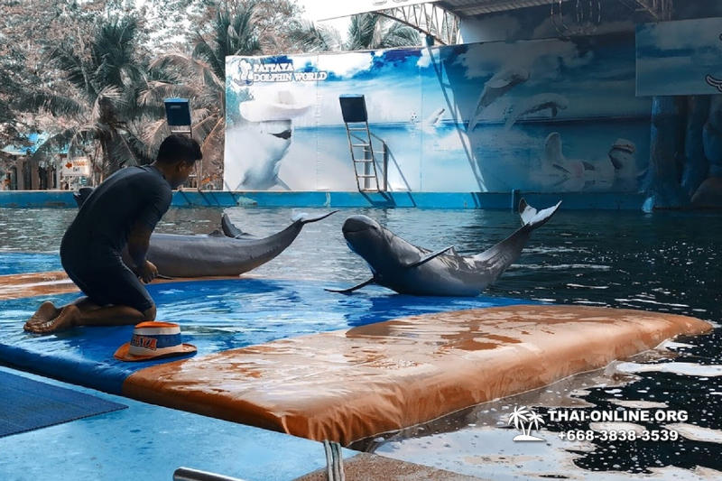 Дельфины купаться шоу поездка Таиланд фото Thai-Online 42
